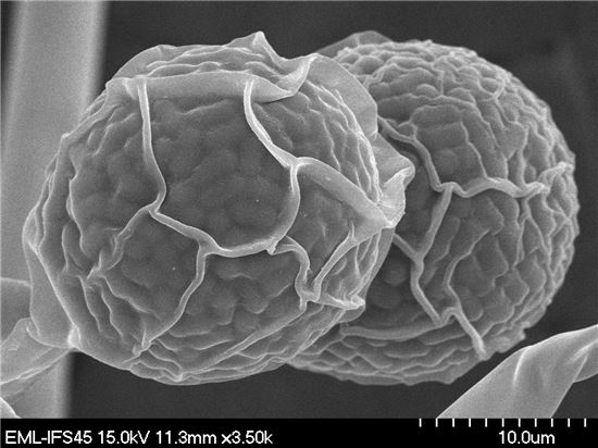 전남대 이향범 교수팀,독도에서 신종 토양 곰팡이 처음 발견