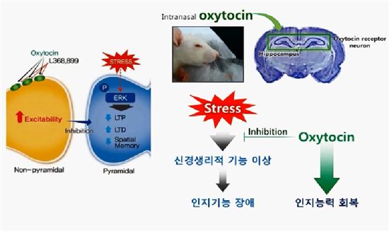 옥시토닌의 작용 기전. 옥시토신 비강내 주입은 해마의 옥시토신 수용체를 가진 뉴런에 영향을 주어 신경생리적 기능이상과 인지기능 장애를 회복시켰다.(제공=미래부)
