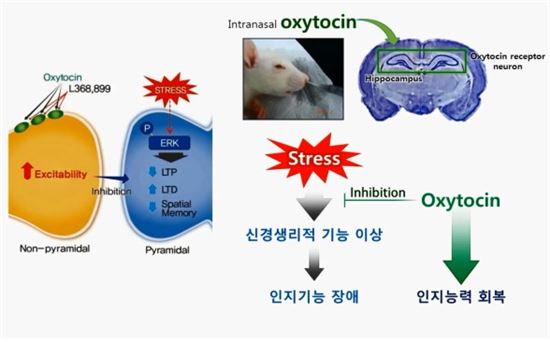 ▲옥시토신 비강내 주입은 해마의 옥시토신 수용체를 가진 뉴런에 영향을 끼쳐 신경생리적 기능이상과 인지기능 장애를 회복시켰다.[사진제공=미래부]
