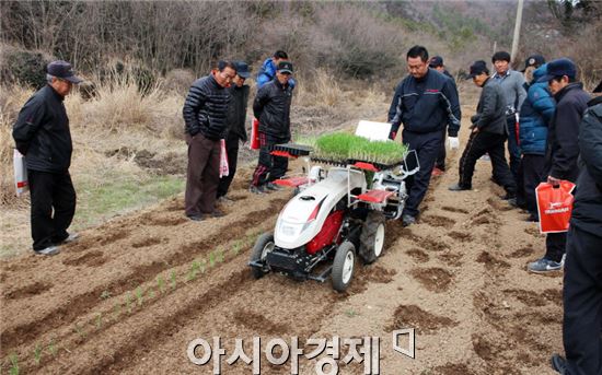 진도군, 겨울 대파 기계정식 시범 사업 성공적 평가