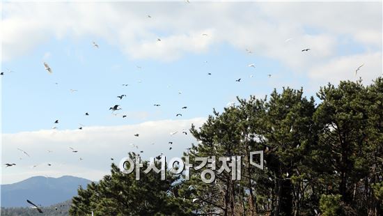 [포토]왜가리들의 화려한 군무