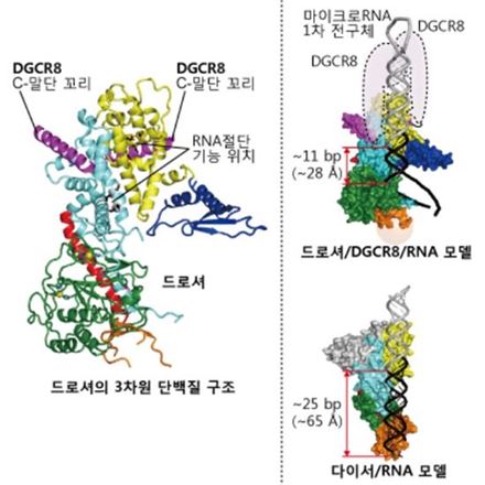 [과학을 읽다]마이크로RNA 생성 비밀 풀릴까