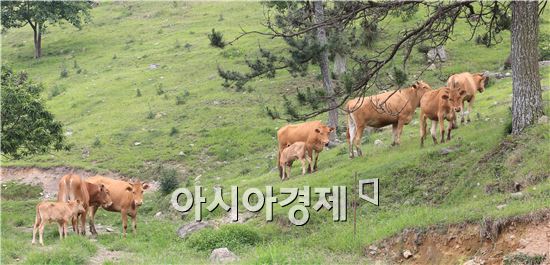 완도군, 축산분야 바이오기능수 효과 실증 완료