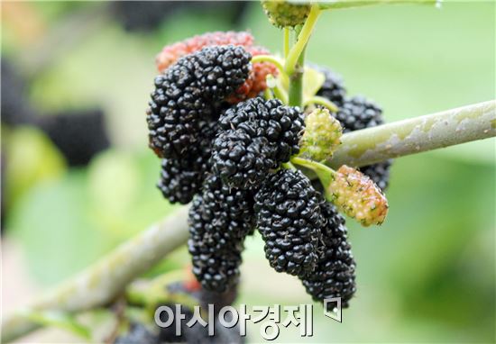 오디
