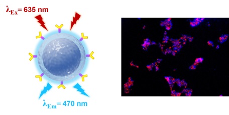 ▲유방암에 선택적으로 결합하는 항체가 부착된 파란색 형광을 내는 상향변환 나노캡슐(좌)을 이용해 유방암 세포를 파란색으로 이미징 한 사진(우).[사진제공=한국기초과학지원연구원]
