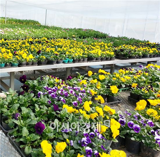 장흥군(군수 김성)은 농업기술센터 육묘장에서 오는 9월 29일~10월 31일까지 개최되는 2016 장흥국제통합의학박람회에 활용할 봄꽃 생산에 박차를 가하고 있다.