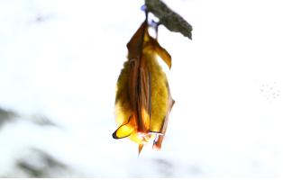 월악산·오대산서 멸종위기종 박쥐 3종 모두 확인