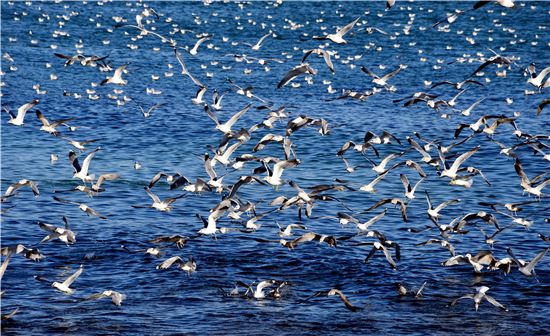 화진포 바닷가를 무리지어 날아다니는 갈매기