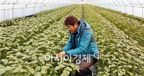 깻잎으로 연소득 2억원 올린 곡성 목사동면 이봉섭씨