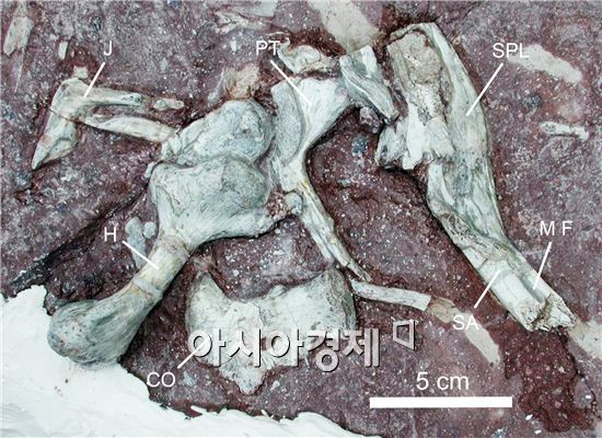 전남대박물관·한국공룡연구센터,공룡진품화석 현장체험교육 실시 