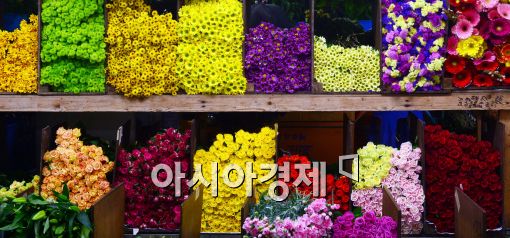 [포토]주인 품 기다리는 화려한 꽃