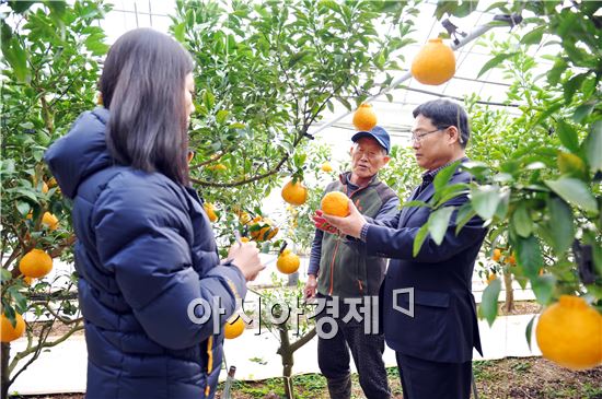 당도 높고 맛과 향이 뛰어난 완도 부지화 출하