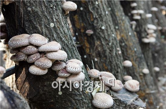 장흥군, 표고버섯 재배기술 선진화 ‘시동’