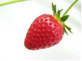 국산 딸기품종 '고하', 베트남 수출된다