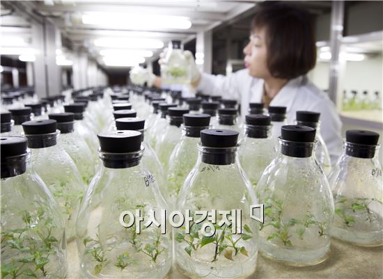 해남 고구마, “한겨울 새순이 파릇파릇” 