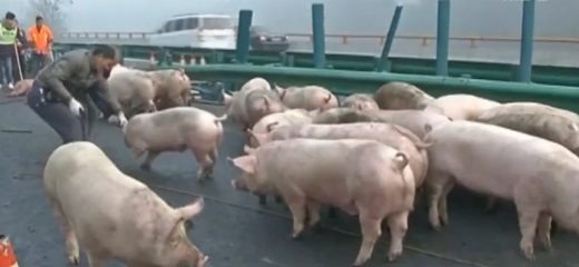 논산서 5개 농가 구제역 추가 확진…돼지 5000마리 매몰 처분 