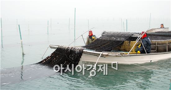 해남군(군수 박철환) 황산면의 지주식 돌김이 2년 연속 친환경 유기수산물 인증을 취득했다.