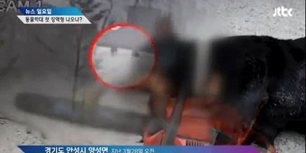 기계톱으로 살해당한 로트와일러 사진=JTBC 뉴스 캡처