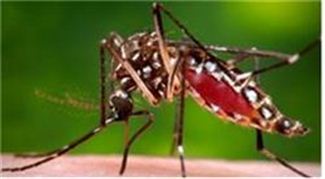 지카 바이러스 옮기는 '숲 모기'. 사진=대전시 제공