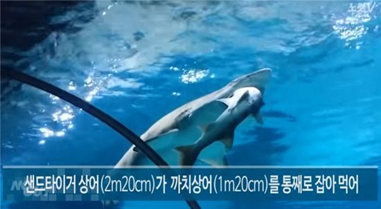 상어가 상어를 잡아먹다 사진=노컷뉴스 캡처