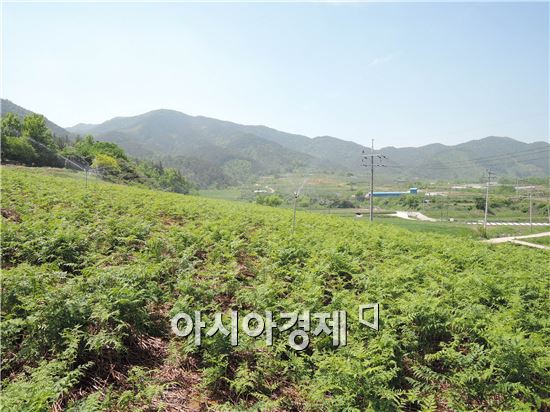 고사리 재배지