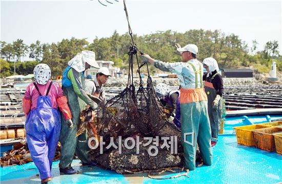 완도군(군수 신우철)은 천연먹이인 미세조류를 이용해 건강한 어린전복 생산에 발 벗고 나섰다.
