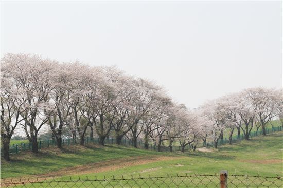 해미읍성 근처의 한우목장 인근은 이국적인 풍경이 펼쳐져 있는 낭만 드라이브 코스다.