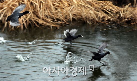 전남 함평군 손불면 목교저수지에서 12일 겨울철새인 물닭들이 날아오르기 위해 수면 위를 달리며 힘차게 날갯짓을 하고 있다. 사진제공=함평군