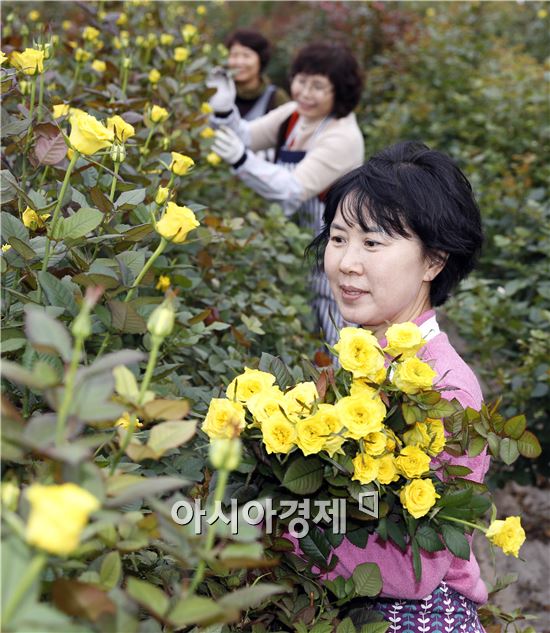 윤혜영 씨(만봉농장 대표)가 17일 장성군 진원면 진원리  하우스에서 자라고 있는 노란 장미를 수확하느라 분주하다. 윤 씨는 2012년 초 서울 생활을 정리하고 혼자서 장성 진원면으로 귀농해 장미를 키우고 있다. 윤 씨의 양액재배 하우스(2640㎡(800평)) 2동에서 자란 11종의 장미는 서울 양재동 화훼공판장과 강남 고속버스터미널 화훼상가, 광주 풍암동 화훼공판장 등으로 10송이 한단에 1만 원(요즘 시세)정도에 출하하고 있다. 