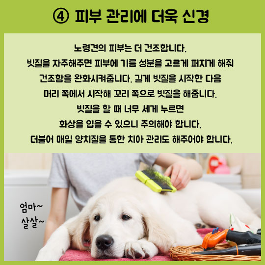 [카드뉴스]노령犬 필수 건강 관리법 5가지