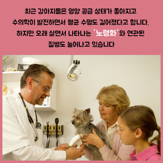 [카드뉴스]노령犬 필수 건강 관리법 5가지