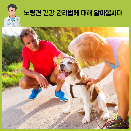 [카드뉴스]노령犬 필수 건강 관리법 5가지