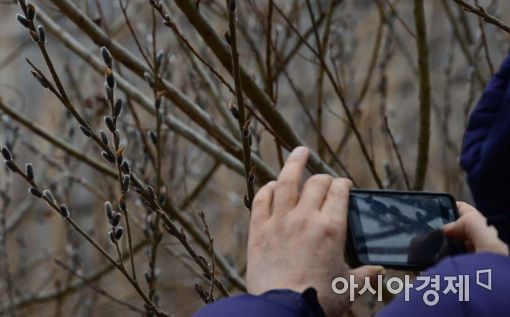 [포토]휴대폰 속에 담는 봄의 시작 