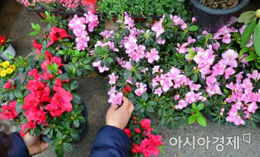 [포토]포근한 우수...봄꽃선물해볼까 