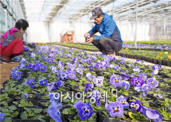 오는 3월 분양되는 봄꽃 출하를 앞두고 해남군 농업기술센터 내 육묘장에는 벌써 봄기운이 완연하다. 육묘장을 가득 메운 봄꽃은 팬지와 비올라, 금잔화 등 5종, 6만여본으로, 다음달 해남읍 시가지를 비롯해 면 소재지 가로화단에 식재해 봄 향기를 전하게 된다. 해남군은 봄꽃을 비롯해 계절별로 모두 22만여본을 생산 · 분양할 예정으로 사계절 아름답고 쾌적한 거리 환경 조성에 지속적으로 노력해 나갈 계획이다. 
