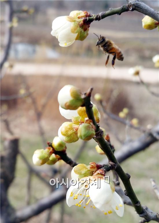 [포토]봄 소식 전하는  매화