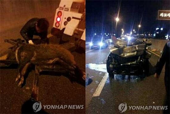 호남고속道 멧돼지 2마리 출현…차량 추돌사고 이어져. 사진 = 연합뉴스