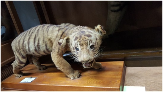 日에 잡혀간 大虎(조선 호랑이), 100년만의 귀환작전