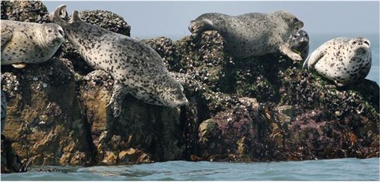 한중일러, 점박이물범 보전 위해 머리 맞댄다