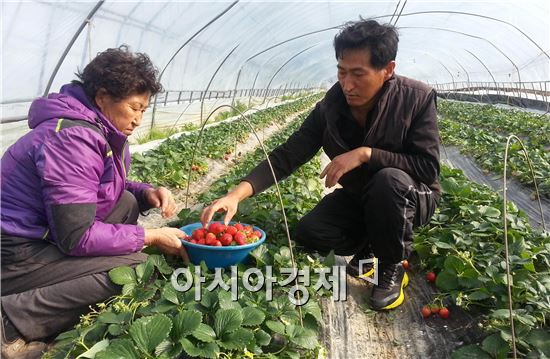 완도군(군수 신우철)에서 청정 바닷가의 해풍을 맞으며 재배된 겨울철 해변딸기를 본격적으로 출하하고 있다. 
