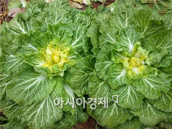 향긋한 봄의 맛…진도 봄동 ‘지금이 제철’