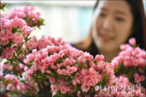 [포토]여심 흔드는 봄꽃
