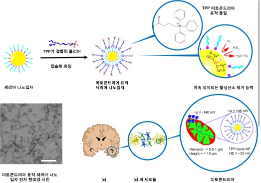 ▲미토콘드리아 표적 산화세륨(세리아) 나노입자의 합성.[사진제공=IBS]
