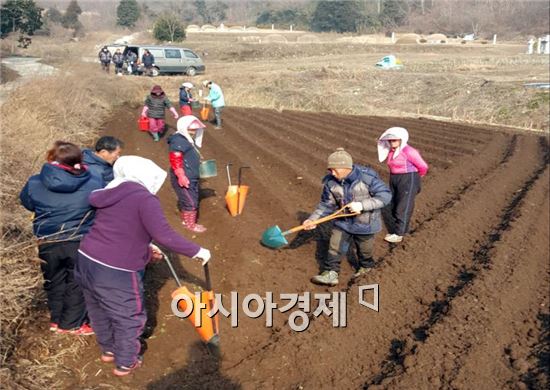 장흥군 안양면, 사랑나눔 감자 심기 ‘구슬땀’