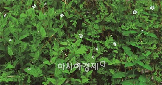 <석죽과 개별꽃속 '긴개별꽃'>