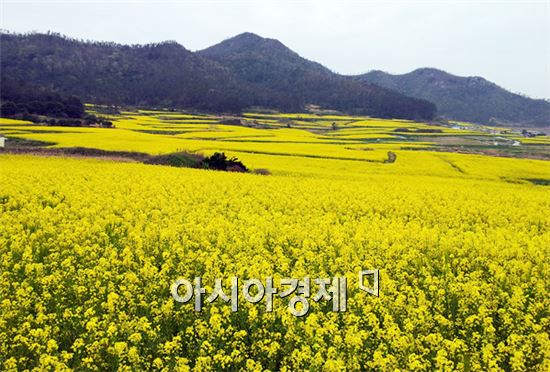 진도 소포마을 유채꽃밭