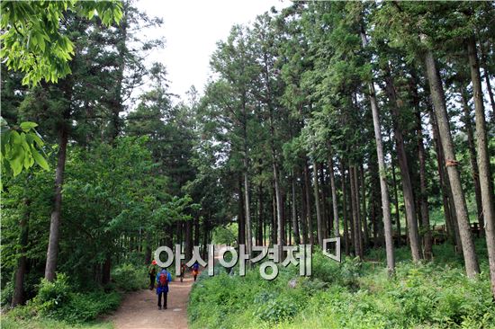 장흥군(군수 김성)은 최근 숲의 미래가치를 획기적으로 높인다는 방침을 세우고 편백 조림지, 황칠나무 특화 조림지, 가로경관, 도시숲을 대폭 확충한다