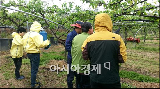 영암군이 사과와 배 등 과수나무에 치명적인 화상병 확산을 막기 위해 오는 3월 3일 특별교육을 실시하고 공적방제 약제를 지원하는 등  화상병 방제에 총력을 기울이고 있다.
