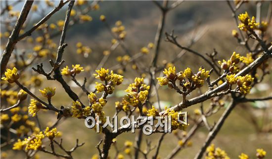 [포토]남녘의 봄~샛노란 산수유 꽃 관광객 유혹