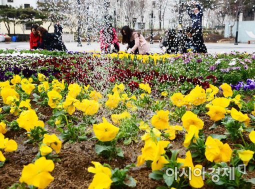 [포토]봄소식 알리는 화려한 봄꽃 